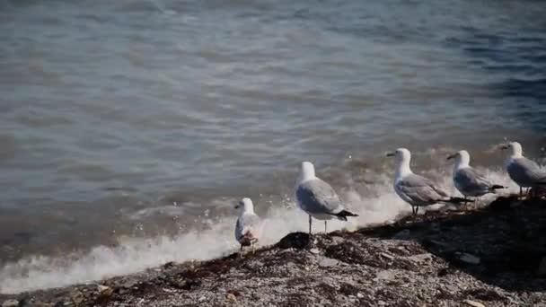 Gaivotas capturam peixes no litoral . — Vídeo de Stock