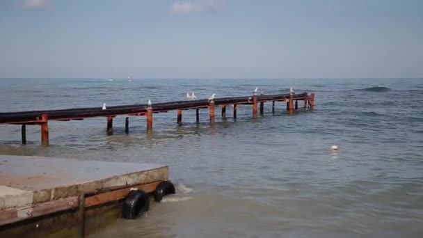 Gulls on the seashore by the sea on a sunny day. — Stock Video