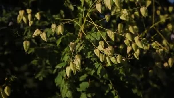 Drzewo z Physalis na jasny, słoneczny dzień. — Wideo stockowe