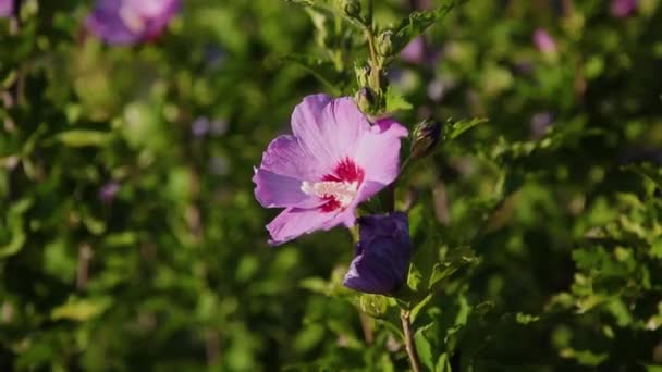 Pink rose hip bloem op een struik in het voorjaar. Bloeiende wild rose hip in een natuurgebied. Briar, wilde roos, hond steeg. Bloemen voor voedsel, thee en medicijnen. — Stockvideo