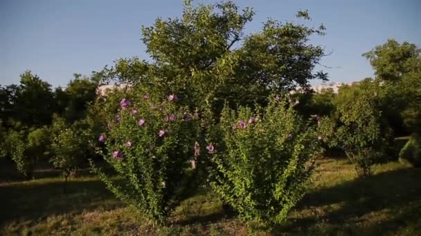 Arbustos decorativos con hermosas flores en ellos . — Vídeos de Stock