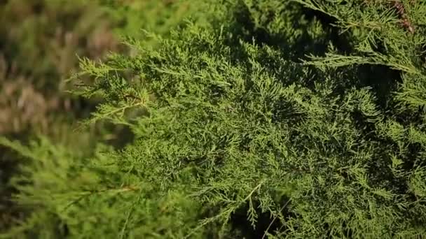 Гілки декоративної рослини в сонячний день . — стокове відео