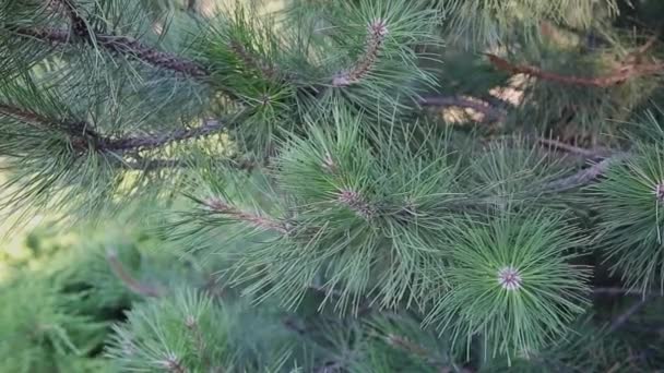 Agujas de pino Una rama verde de un árbol de Navidad con agujas afiladas moviéndose en el viento . — Vídeos de Stock