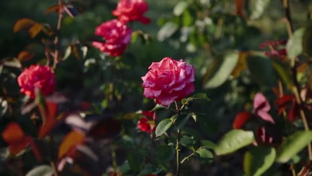 Κόκκινο τριαντάφυλλο ισχίου λουλούδι σε ένα θάμνο στην άνοιξη. Ανθισμένα Άγριο Τριαντάφυλλο ισχίου σε μια φύση. Ρείκι, Άγριο Τριαντάφυλλο, dog τριαντάφυλλο. Λουλούδια για τα τρόφιμα, τσάι και φάρμακο. — Αρχείο Βίντεο