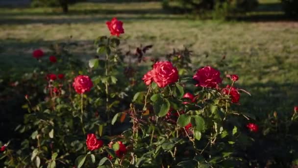 Красная роза бедренный цветок на кусте весной. Цветущая дикая шиповник в природе. Шиповник, дикая роза, собачья роза. Цветы для еды, чая и лекарств . — стоковое видео