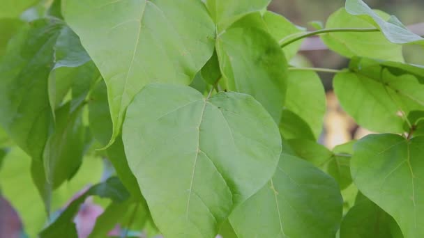 Grandes feuilles vertes se déplaçant dans le vent . — Video