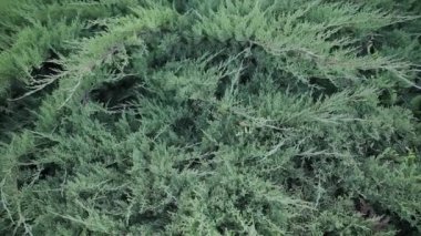 Güneşli bir günde bir süs bitkinin dalları.