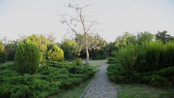 Městský park se stromy a chodníky pro chodce. — Stock video