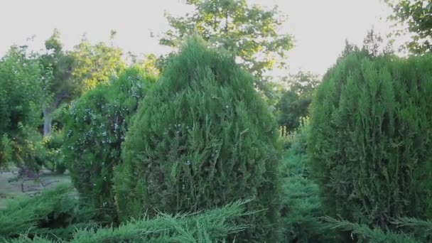 Takken Van Sierplant Een Zonnige Dag — Stockvideo