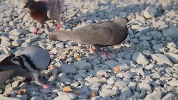 Brunt duvor gå på pebbles och söka mat bland små stenar. Hungriga fåglar på stranden. Solig sommardag. — Stockvideo