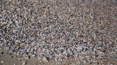 Deniz kıyısında. Su dalgalar deniz kabukları üzerinde sand.the dalgalar sıçrama üzerinde kapak.