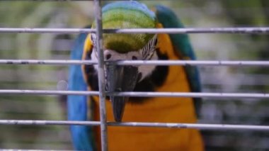 Renkli bir papağan kafeste oturan.