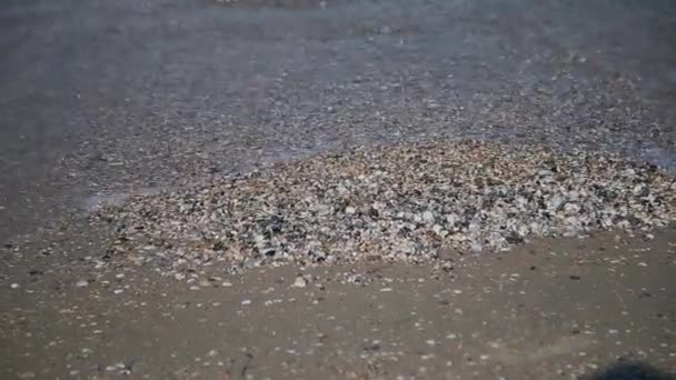 Des coquillages sur le rivage. Les vagues d'eau couvrent les coquillages sur le sable.les vagues éclaboussent sur les coquillages .