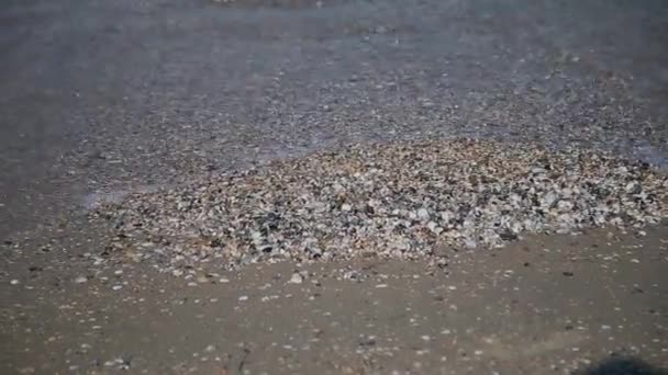 Snäckskal på stranden. Vattenvågor täcka snäckskal på sand.the vågor stänk på skalen. — Stockvideo