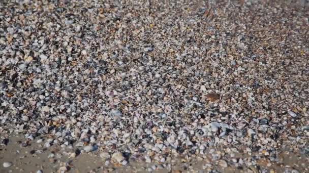 海贝壳在岸边。水波覆盖着沙滩上的贝壳. 海浪溅在贝壳上. — 图库视频影像
