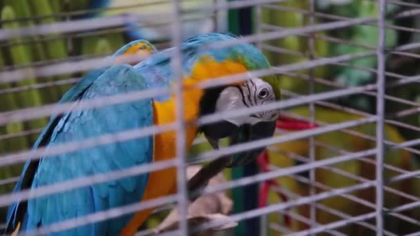 Barevný papoušek sedí v kleci. — Stock video