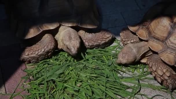 Las tortugas comen hierba bajo el sol brillante . — Vídeo de stock
