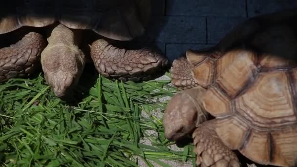 Schildpadden eten gras onder de stralende zon. — Stockvideo