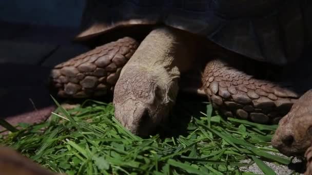 Schildpadden eten gras onder de stralende zon. — Stockvideo