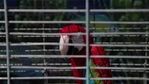 Kolorowa papuga siedzi w klatce. — Wideo stockowe