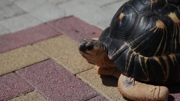 Unga sköldpaddan korsar asfalterade vägen. — Stockvideo