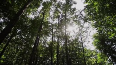 Güneş ışınları parkta, güneş ışığı parlama ağaçların arasından.