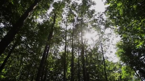 Sonnenstrahlen scheinen durch die Bäume im Park, Sonnenlicht blendet. — Stockvideo