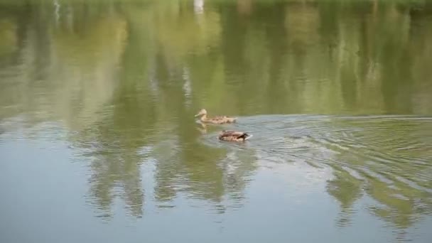 Zwei Enten schwimmen an einem sonnigen Tag auf dem See. — Stockvideo