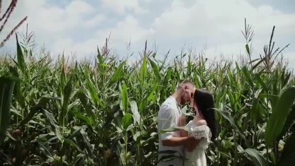 Любящие пары стоят на кукурузном поле обнимаясь и целуясь . — стоковое видео