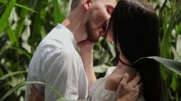 Loving couple each other standing in a corn field hugging and kissing. — Stock Video