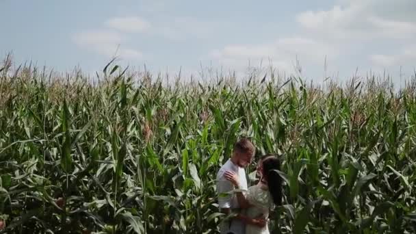 Pareja cariñosa de pie en un campo de maíz abrazándose y besándose . — Vídeos de Stock