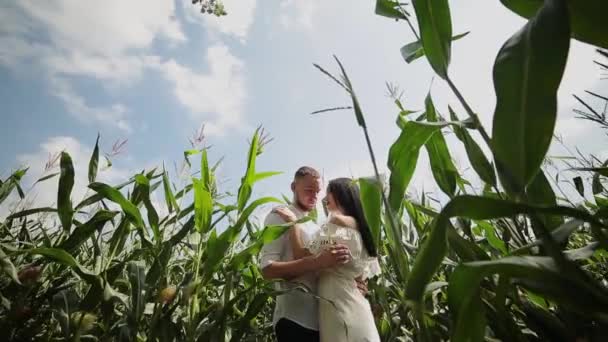 Pareja cariñosa de pie en un campo de maíz abrazándose y besándose . — Vídeos de Stock