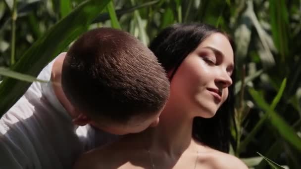 Pareja cariñosa de pie en un campo de maíz abrazándose y besándose . — Vídeo de stock