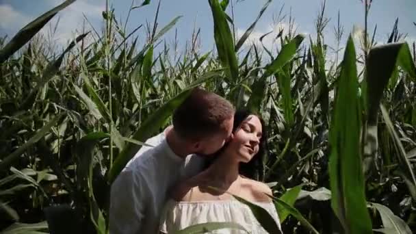 Pareja cariñosa de pie en un campo de maíz abrazándose y besándose . — Vídeos de Stock