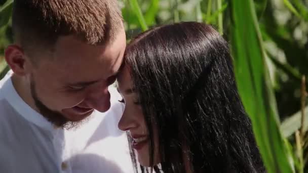 Любляча пара один одного стоїть на кукурудзяному полі обіймає і цілує . — стокове відео