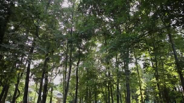 Sonnenstrahlen scheinen durch die Bäume im Park, Sonnenlicht blendet. — Stockvideo