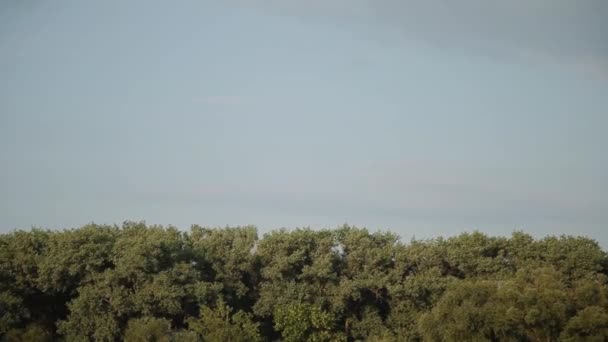 Árvores contra o céu em um dia de sol brilhante . — Vídeo de Stock