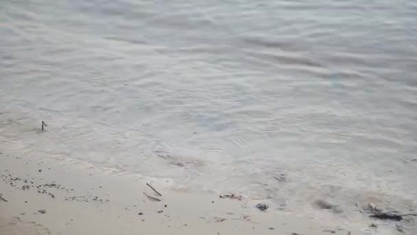 Pequeñas olas en la orilla del río . — Vídeos de Stock