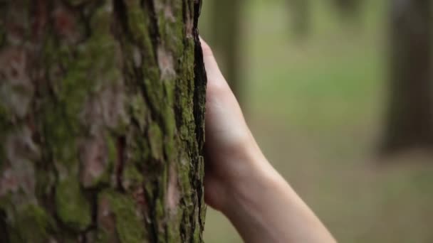 Frauenhand auf der Rinde eines alten Baumes. — Stockvideo