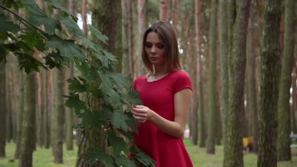 Una chica muy hermosa toca suavemente las hojas de un árbol . — Vídeo de stock