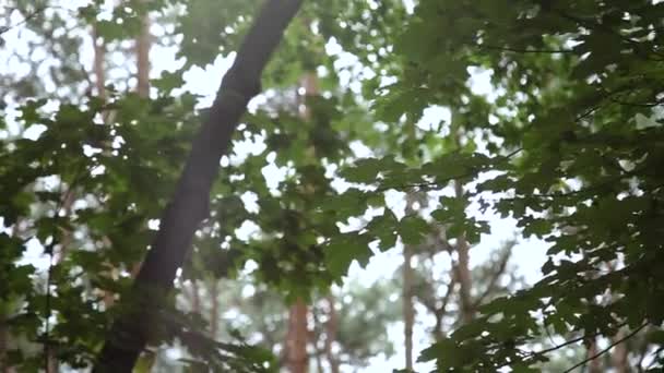 Οι ακτίνες του ήλιου μέσα από τα φύλλα ενός δέντρου. — Αρχείο Βίντεο