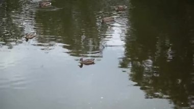 Yeşil su küçük bir göl üzerinde ördek yüzmek.