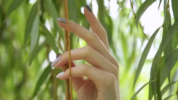 非常に美しい女の子にやさしく触れる木の葉. — ストック動画