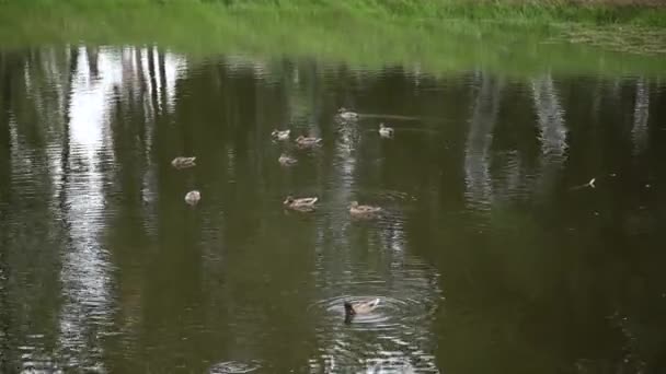Les canards nagent sur un petit lac en eau verte .