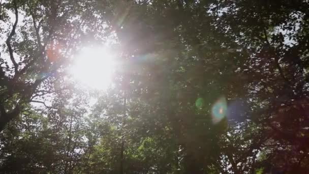 I raggi del sole tra i rami degli alberi. — Video Stock