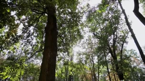 Les rayons du soleil à travers les branches des arbres. — Video