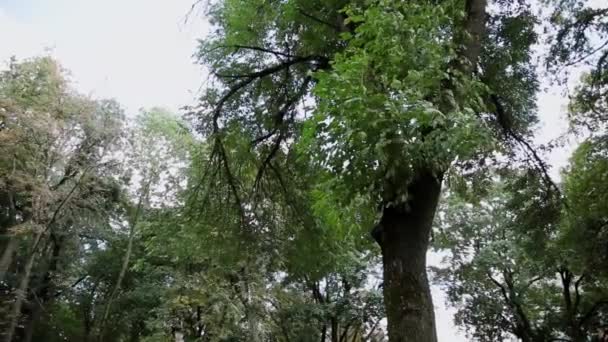 Solens strålar genom trädens grenar. — Stockvideo