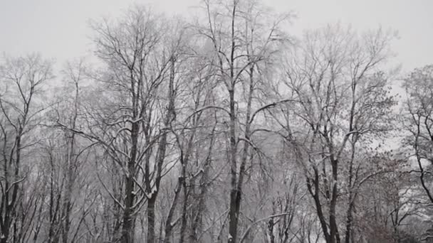 Vackra snöiga toppar av träd på vintern. — Stockvideo