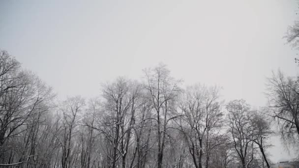Vackra snöiga toppar av träd på vintern. — Stockvideo