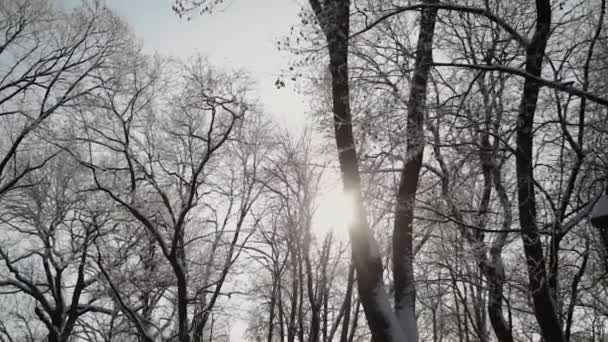 Schöne schneebedeckte Wipfel der Bäume im Winter. — Stockvideo